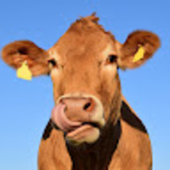 Meet your Posher, Rylee - Picture 1 of 1